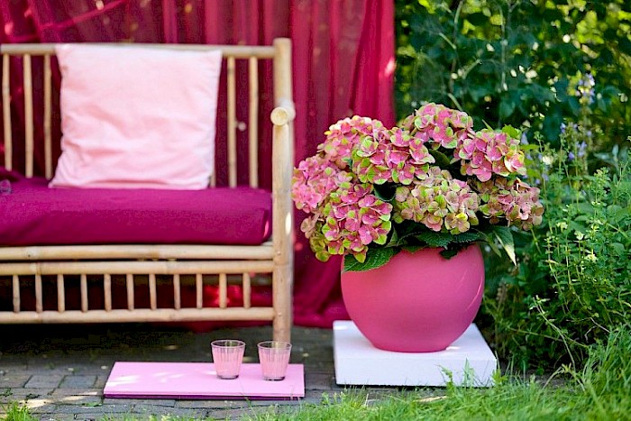 Get everything you can out of a Magical hydrangea